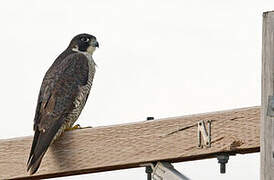 Peregrine Falcon