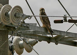 Saker Falcon