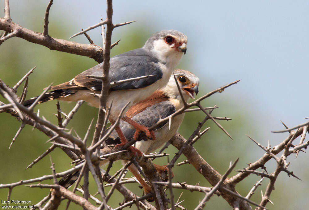 Fauconnet d'Afriqueadulte, habitat