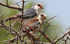 Pygmy Falcon