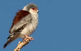 Pygmy Falcon