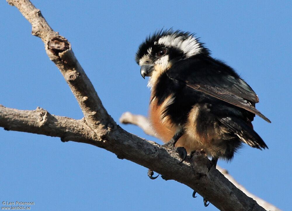 Black-thighed Falconet