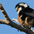 Fauconnet moineau