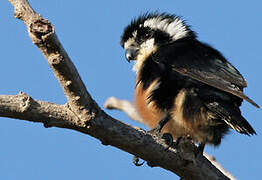 Black-thighed Falconet