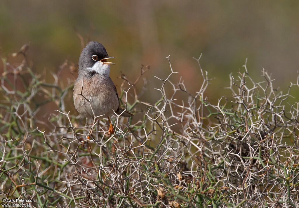 Spectacled Warbler