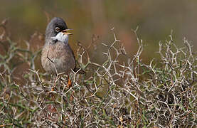 Spectacled Warbler