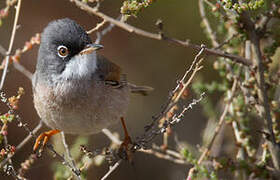 Spectacled Warbler