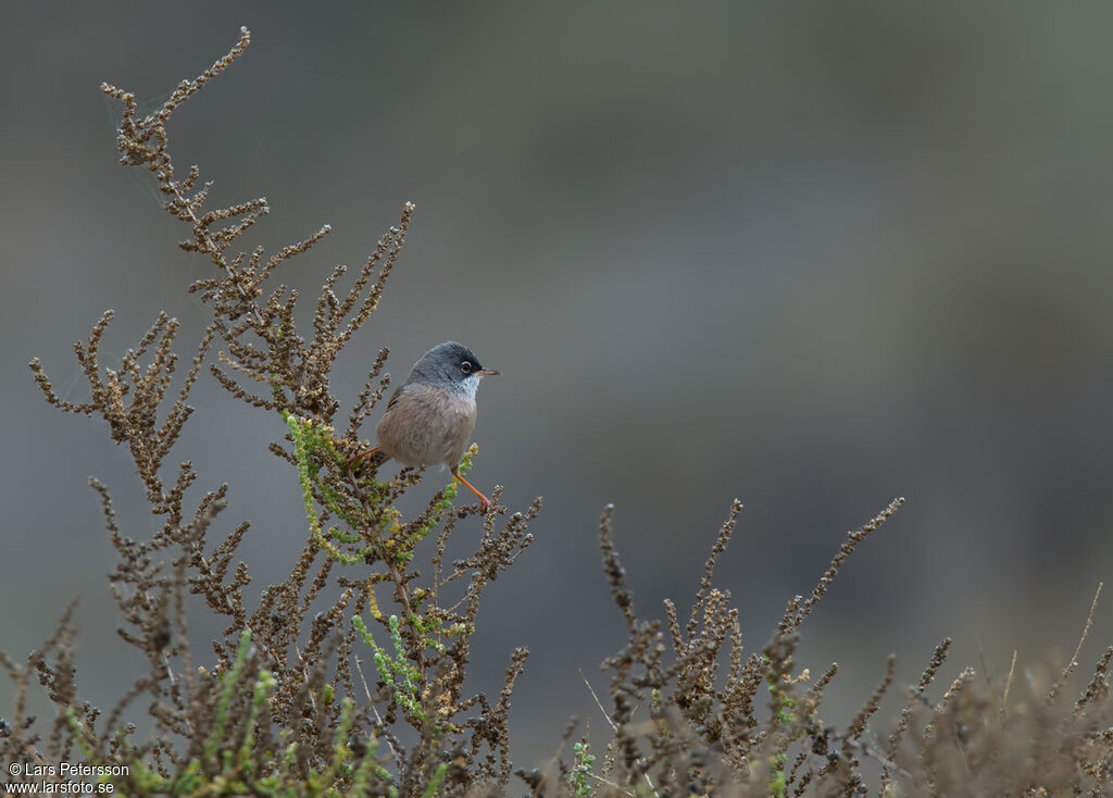 Spectacled Warbler