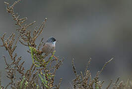 Spectacled Warbler