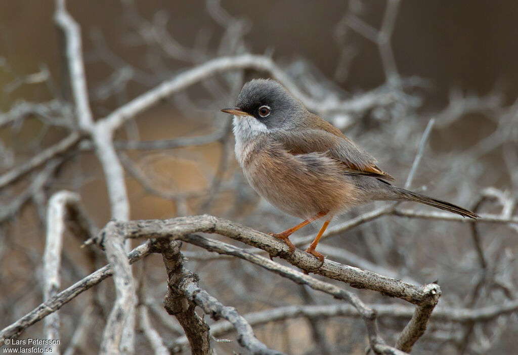 Spectacled Warbler