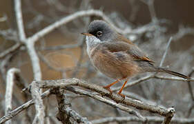 Spectacled Warbler