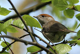 Eurasian Blackcap