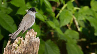 Eurasian Blackcap