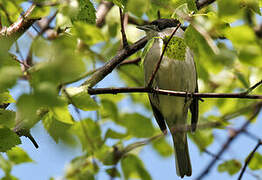 Eurasian Blackcap