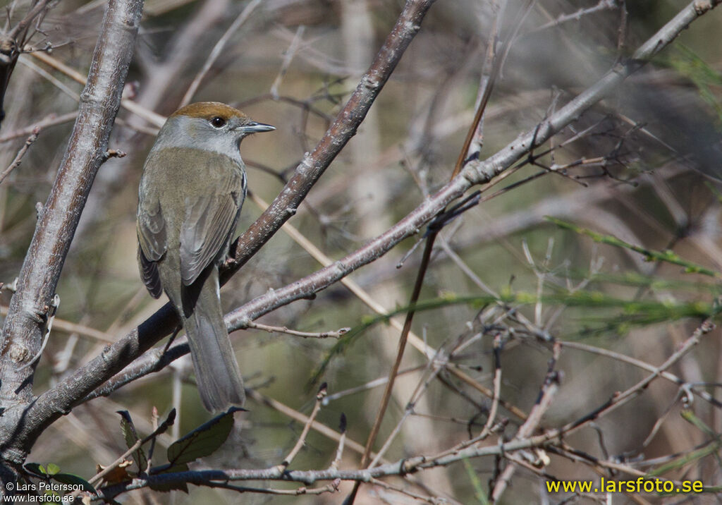 Eurasian Blackcap