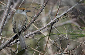 Eurasian Blackcap