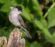 Eurasian Blackcap