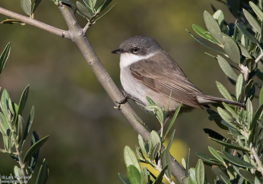 Lesser Whitethroat