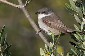 Lesser Whitethroat