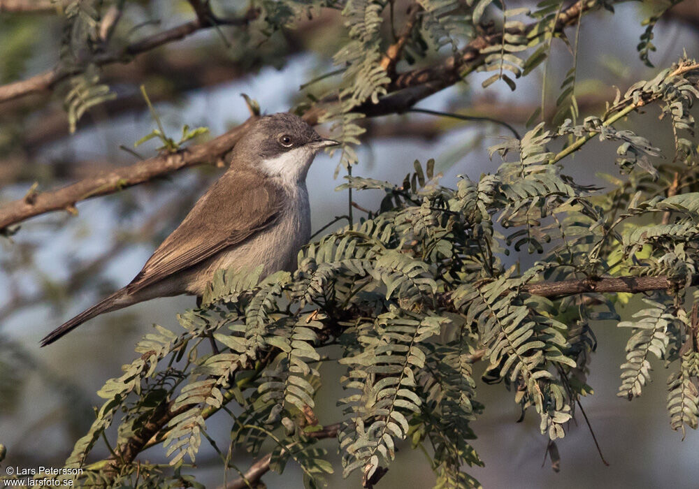 Lesser Whitethroat