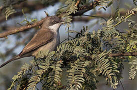 Lesser Whitethroat