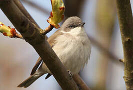 Lesser Whitethroat