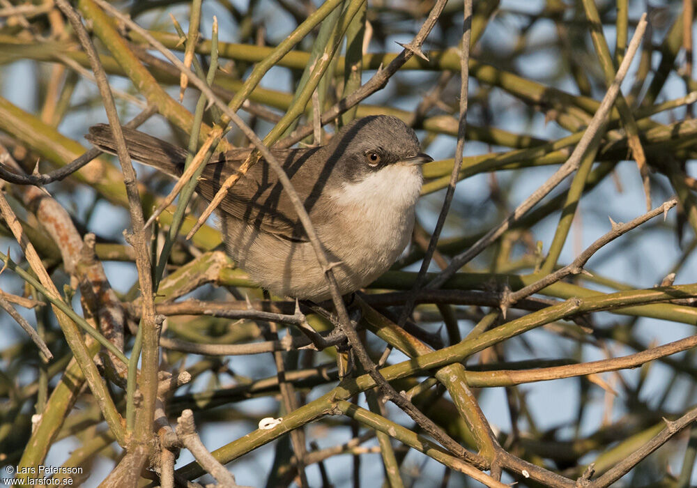 Lesser Whitethroat