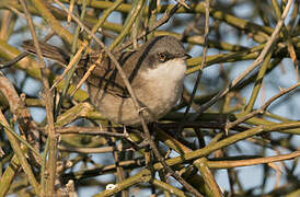 Lesser Whitethroat