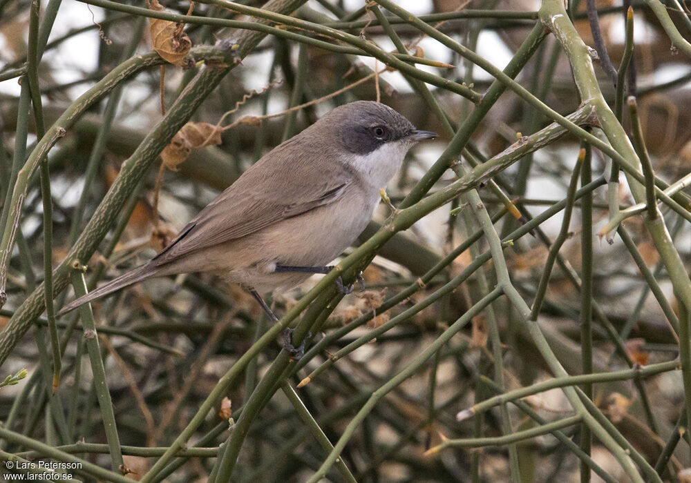 Lesser Whitethroat