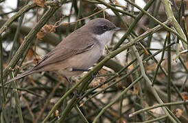 Lesser Whitethroat