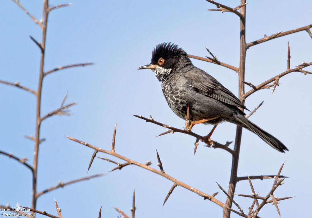 Cyprus Warbler male adult breeding, habitat, pigmentation