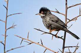 Cyprus Warbler