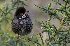 Cyprus Warbler