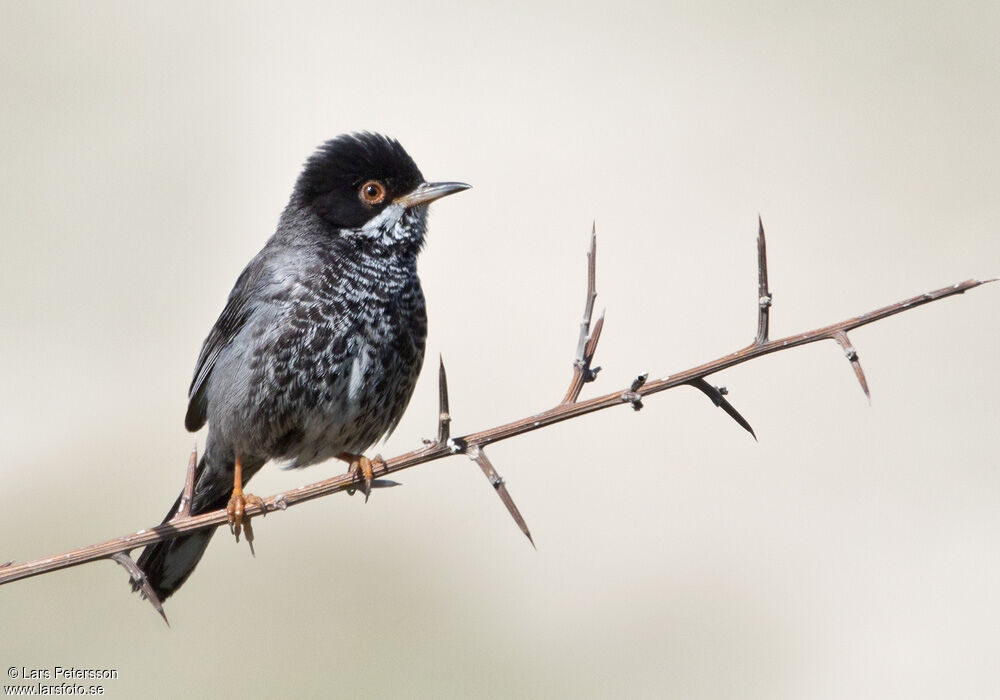 Cyprus Warbler