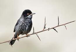 Cyprus Warbler