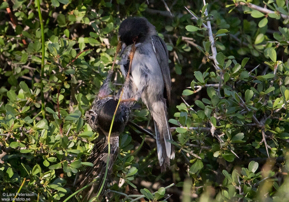 Cyprus Warbler