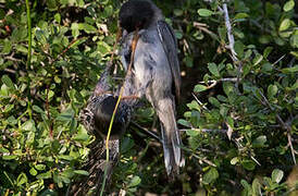 Cyprus Warbler