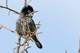 Cyprus Warbler