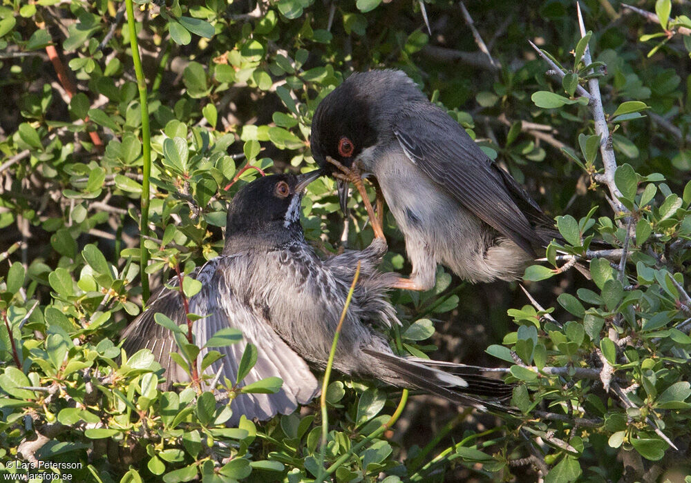 Cyprus Warbler