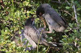 Cyprus Warbler