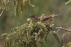 Menetries's Warbler