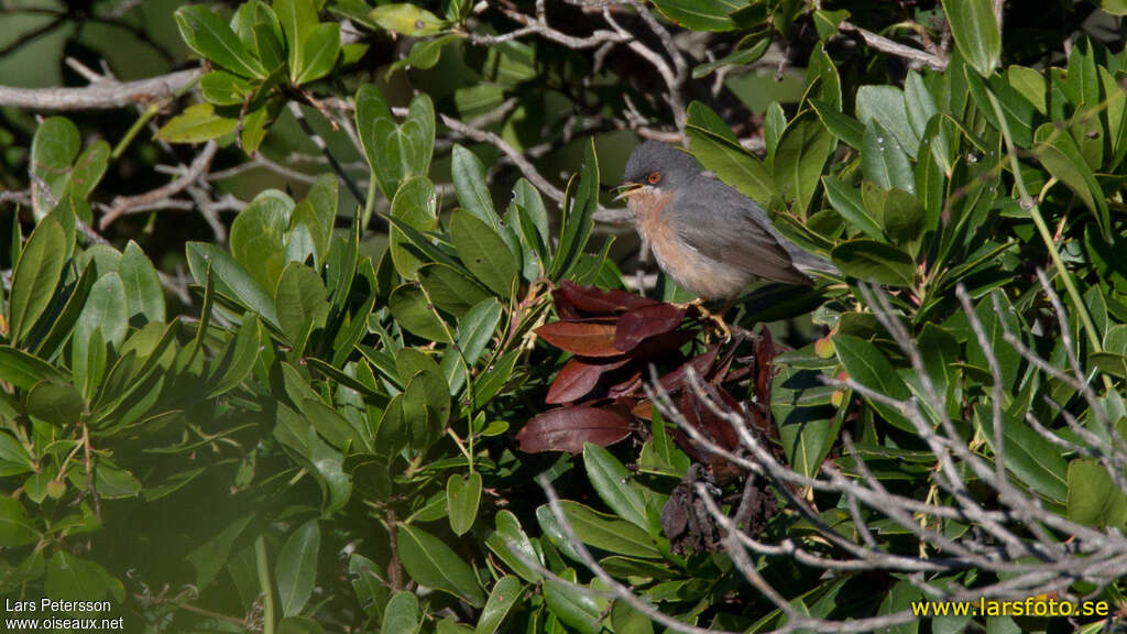 Moltoni's Warbler male adult, habitat, pigmentation