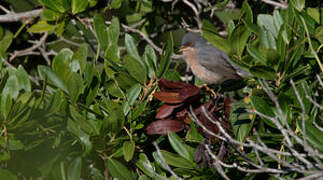 Moltoni's Warbler