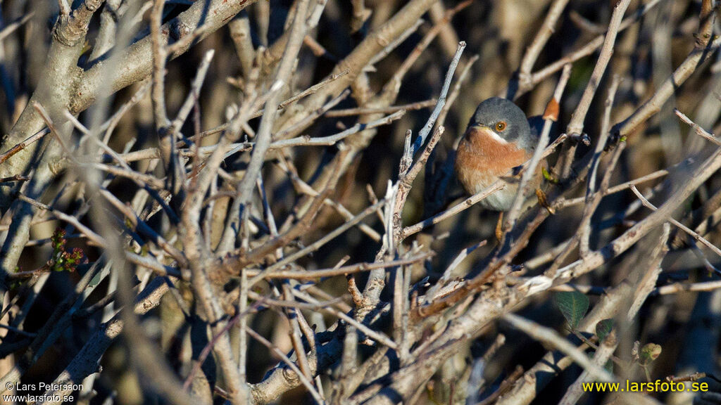 Moltoni's Warbler