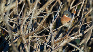 Moltoni's Warbler