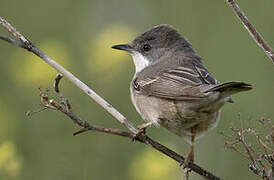 Rüppell's Warbler