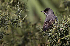 Rüppell's Warbler