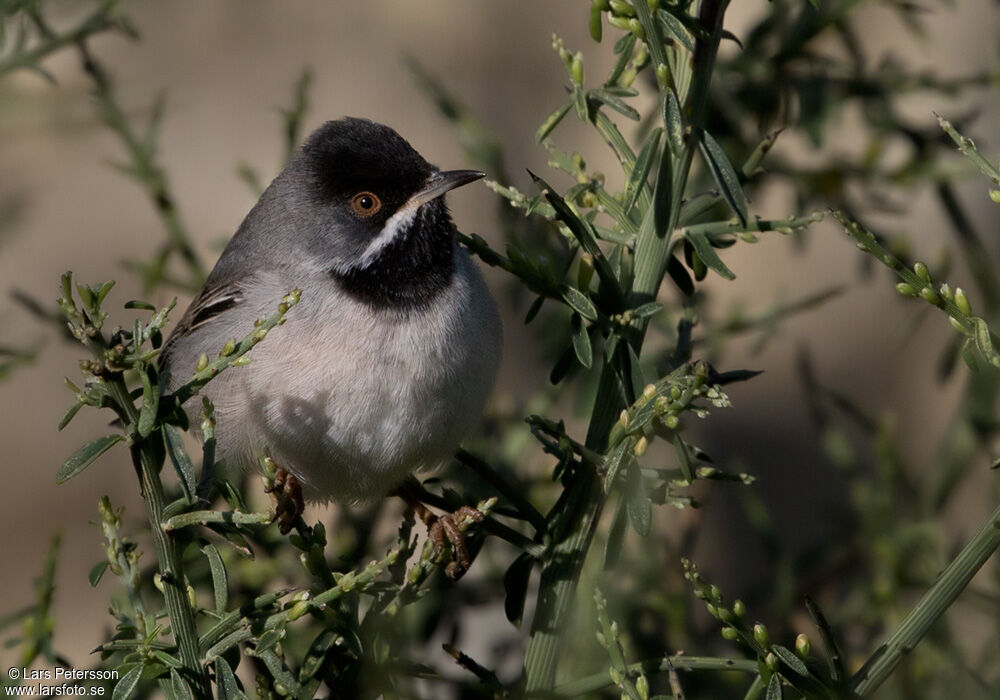 Rüppell's Warbler