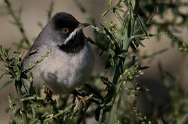 Rüppell's Warbler