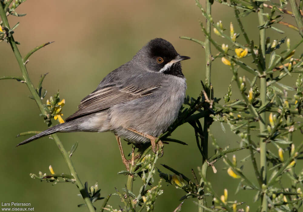 Fauvette de Rüppell mâle adulte nuptial, identification